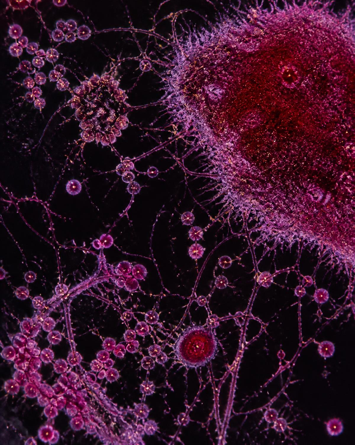 Microscopy image of cells